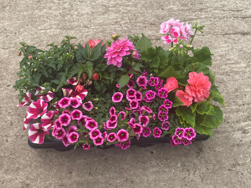 Mixed Spring/Summer Bedding