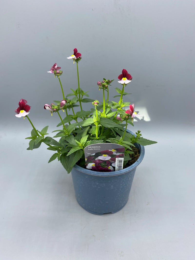 1L Nemesia (Spring, Summer)