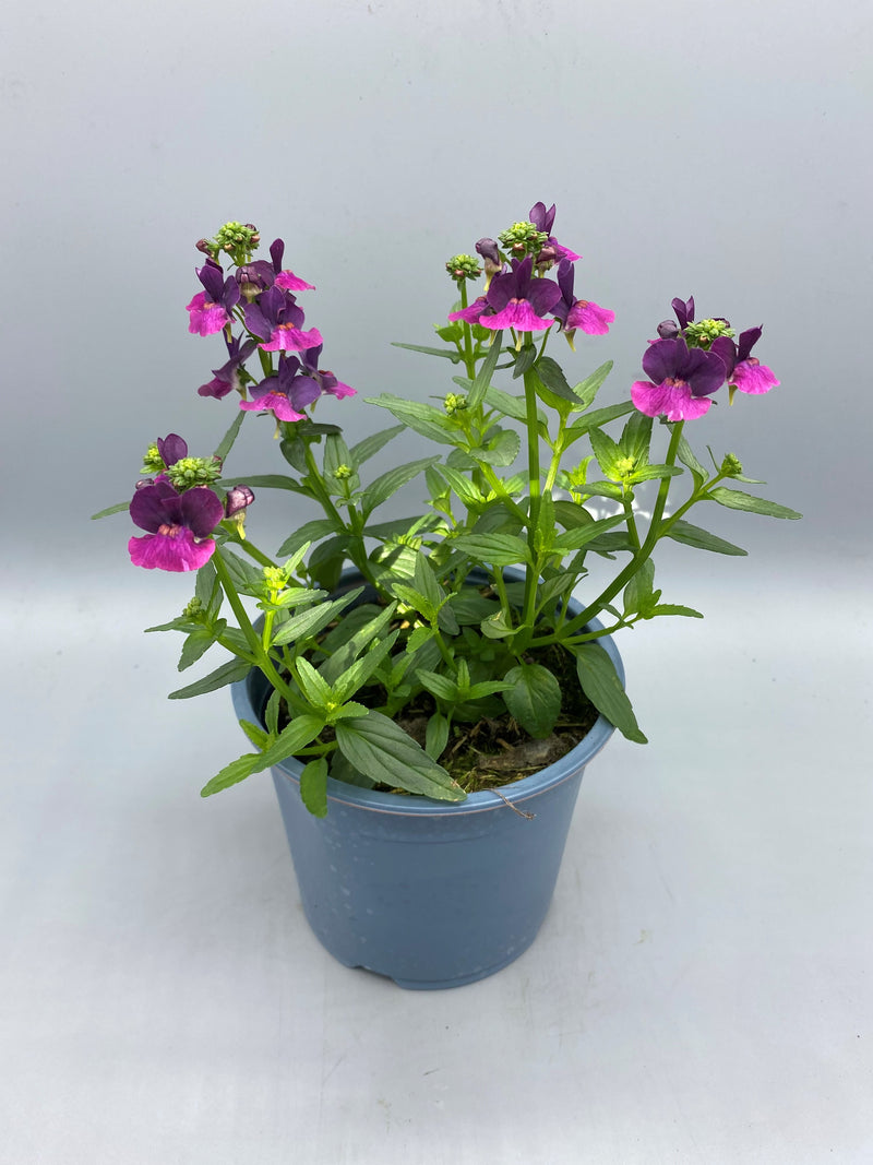 1L Nemesia (Spring, Summer)