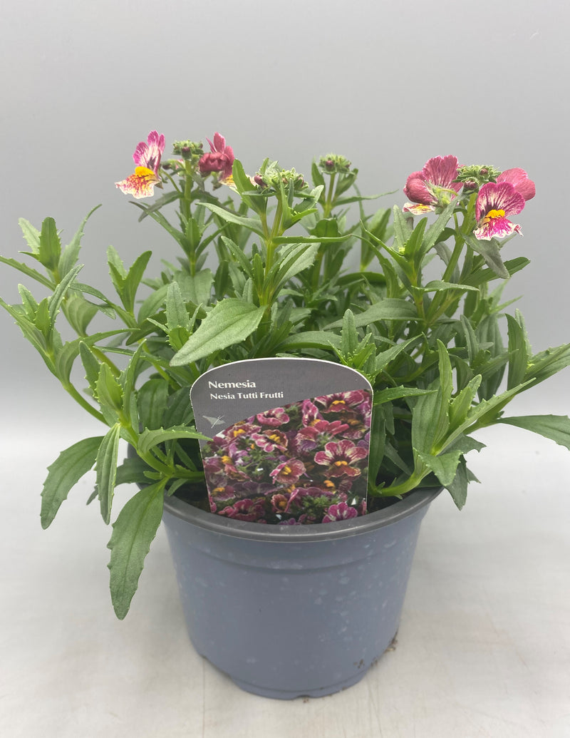 1L Nemesia (Spring, Summer)