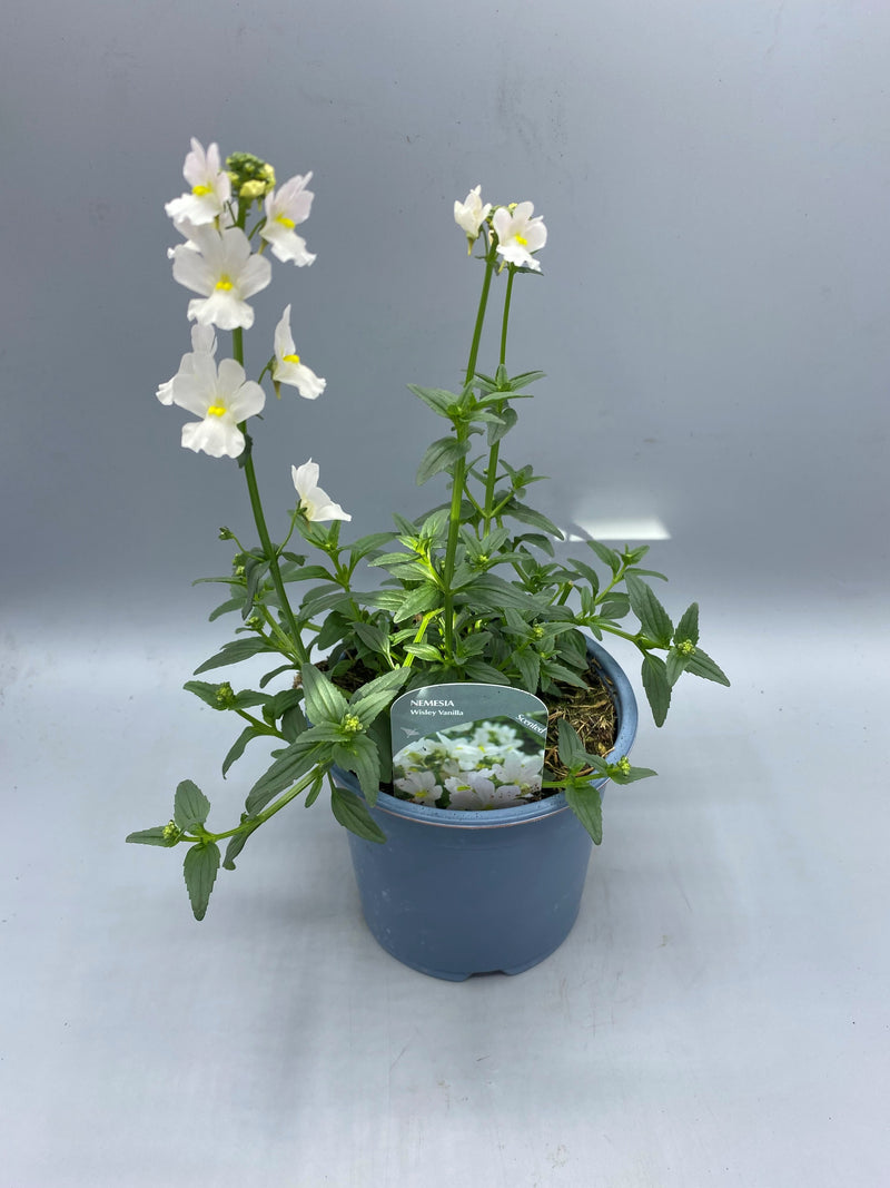 1L Nemesia (Spring, Summer)