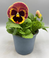 1L Pansy, Tray of 3 Plants (Summer, Autumn, Spring)