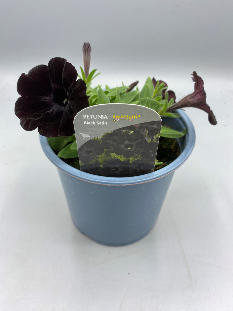 1L Petunia  (Spring, Summer)