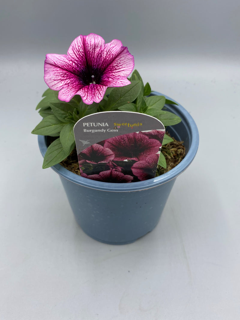 1L Petunia  (Spring, Summer)