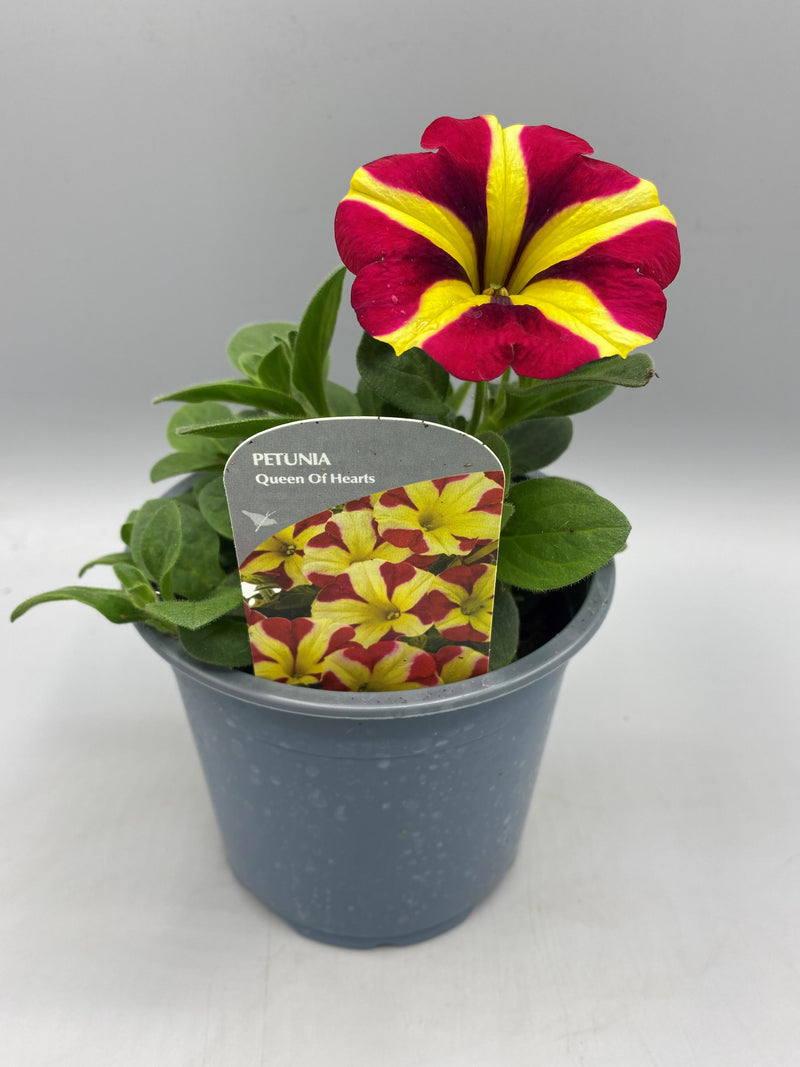 1L Petunia  (Spring, Summer)