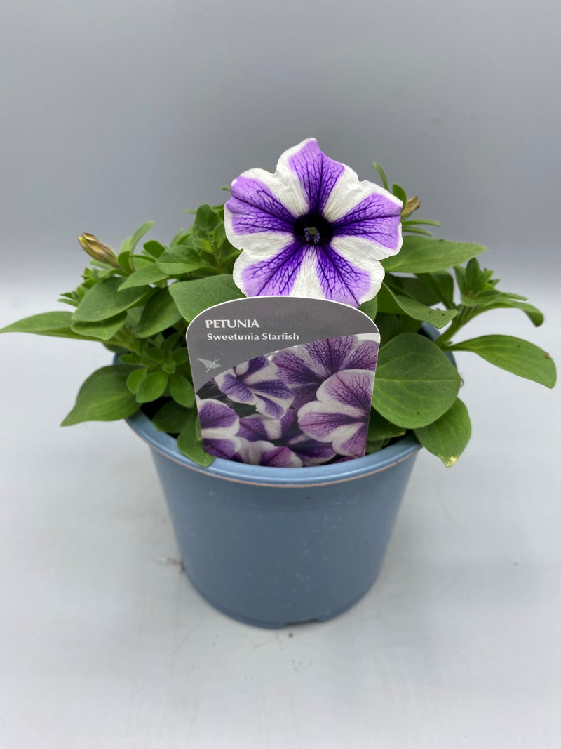 1L Petunia  (Spring, Summer)