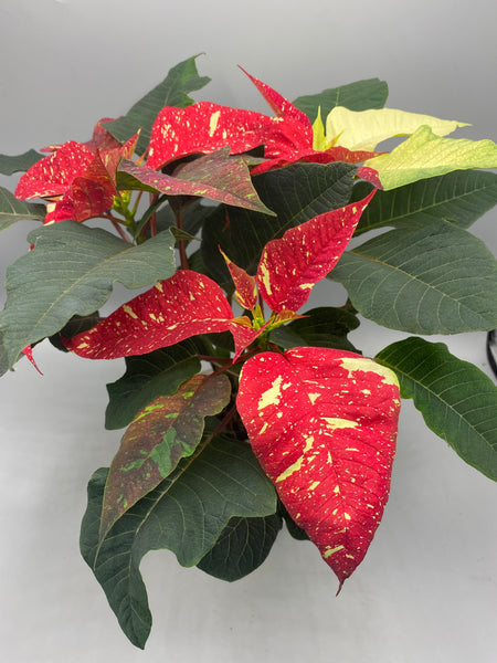 1L Christmas Poinsettia Glitter