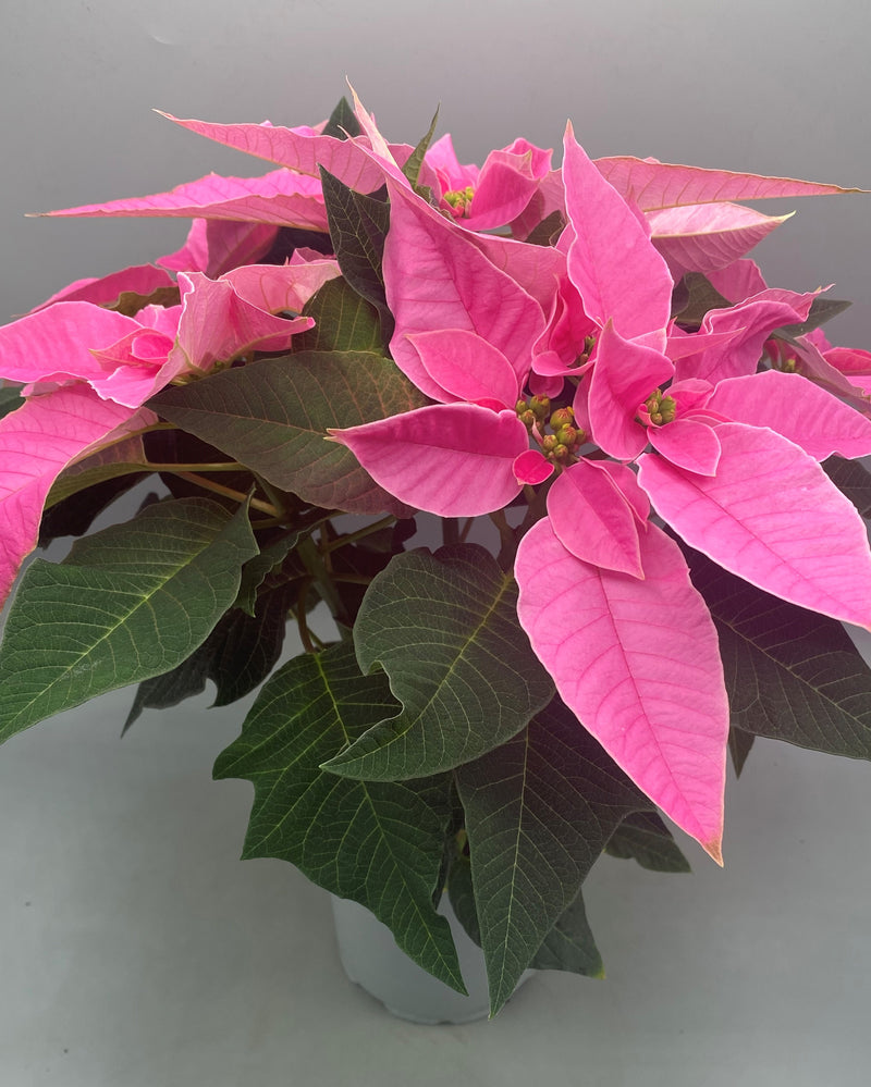 1L Christmas Poinsettia Pink