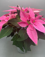 1L Christmas Poinsettia Pink