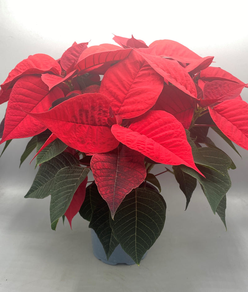 1L Christmas Poinsettia Red
