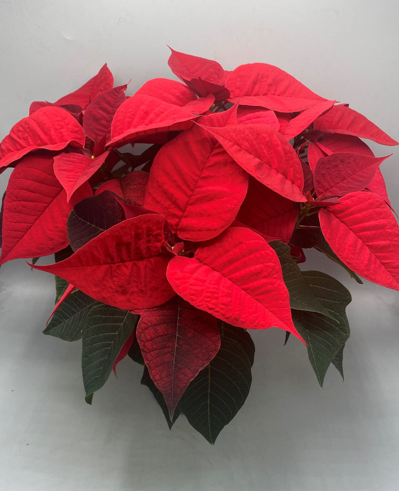 1L Christmas Poinsettia Red