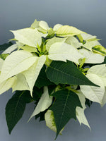 1L Christmas Poinsettia White