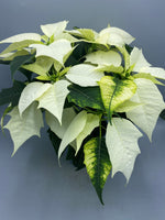 1L Christmas Poinsettia White