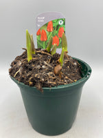 1L Tulip Bulbs (Spring)