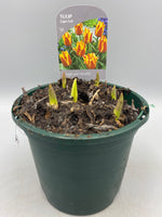 1L Tulip Bulbs (Spring)