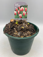 1L Tulip Bulbs (Spring)