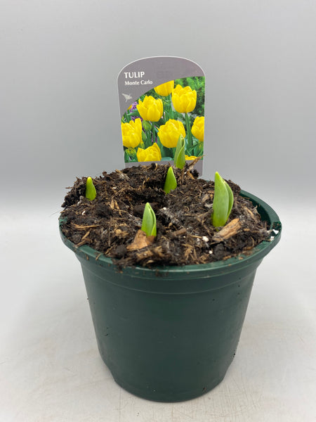 1L Tulip Bulbs (Spring)