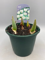 1L Tulip Bulbs (Spring)