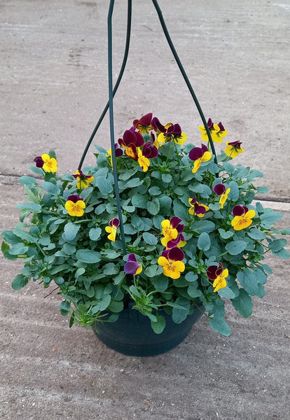 27cm plastic hanging basket with seasonal Viola (Summer, Autumn, Spring)