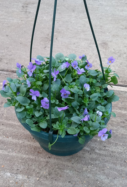 27cm plastic hanging basket with seasonal Viola (Summer, Autumn, Spring)