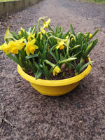 23cm Yellow Bowl with TETE TETE mini Daffodils (Autumn, Spring, Bulbs)