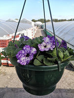 Seasonal Summer Hanging Basket with Petunia