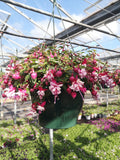 Fuchsia Seasonal Summer Hanging Basket *LONDON & SOUTH EAST* (Woodlarks Delivery) (Coming soon)