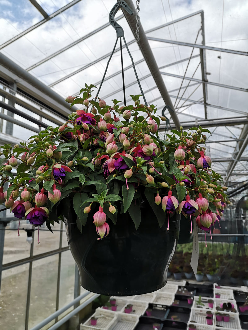 Fuchsia Seasonal Summer Hanging Basket *LONDON & SOUTH EAST* (Woodlarks Delivery) (Coming soon)