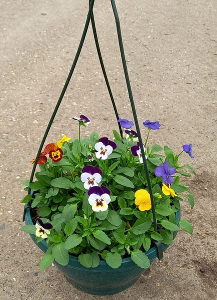 27cm plastic hanging basket with seasonal Viola (Summer, Autumn, Spring)