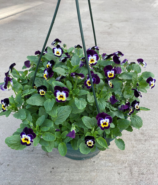 27cm plastic hanging basket with seasonal Viola (Summer, Autumn, Spring)