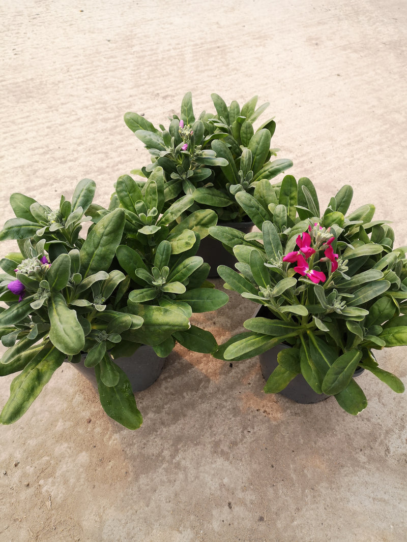 2L Stocks Mixed, 4 Plants in each pot (Spring, Summer, Autumn)