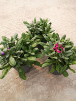 2L Stocks Mixed, 4 Plants in each pot (Spring, Summer)
