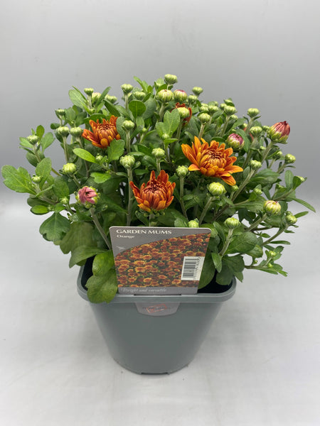 2L Garden Chrysanthemum Balls (Summer, Autumn) (CLICK PHOTO TO SEE MORE COLOURS)