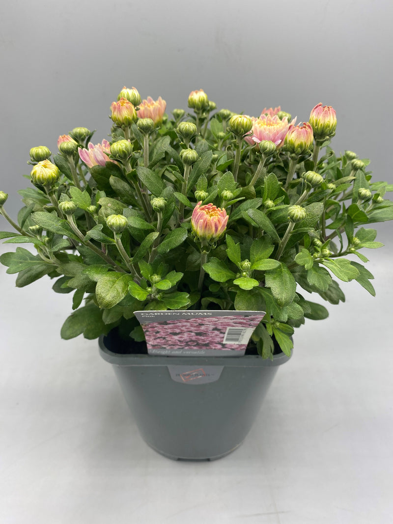 2L Garden Chrysanthemum Balls (Summer, Autumn)