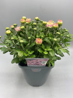 2L Garden Chrysanthemum Balls (Summer, Autumn) (CLICK PHOTO TO SEE MORE COLOURS)