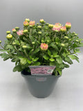 Buy One Get One Free - Large Hardy 2L Chrysanthemum Balls (Summer, Autumn, Perennial)