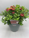 2L Garden Chrysanthemum Balls (Summer, Autumn) (CLICK PHOTO TO SEE MORE COLOURS)