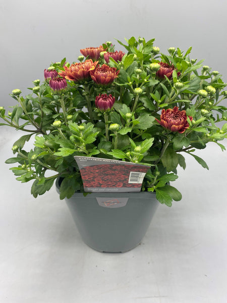 2L Garden Chrysanthemum Balls (Summer, Autumn) (CLICK PHOTO TO SEE MORE COLOURS)
