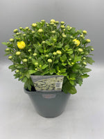 2L Garden Chrysanthemum Balls (Summer, Autumn) (CLICK PHOTO TO SEE MORE COLOURS)