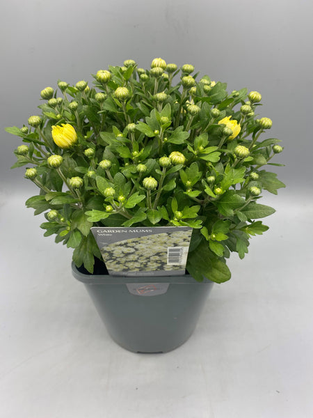 2L Garden Chrysanthemum Balls (Summer, Autumn) (CLICK PHOTO TO SEE MORE COLOURS)