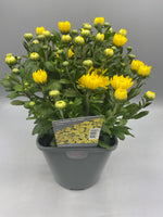 2L Garden Chrysanthemum Balls (Summer, Autumn) (CLICK PHOTO TO SEE MORE COLOURS)