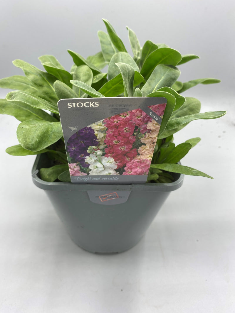 2L Stocks Mixed, 4 Plants in each pot (Spring, Summer, Autumn)