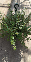 30cm Large and Deep Fuchsia Seasonal Hanging Basket (Spring, Summer) *Woodlarks Delivery only*