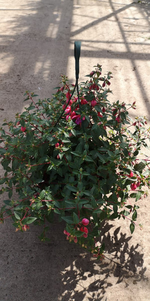 30cm Large and Deep Fuchsia Seasonal Hanging Basket (Spring, Summer) *Woodlarks Delivery only*