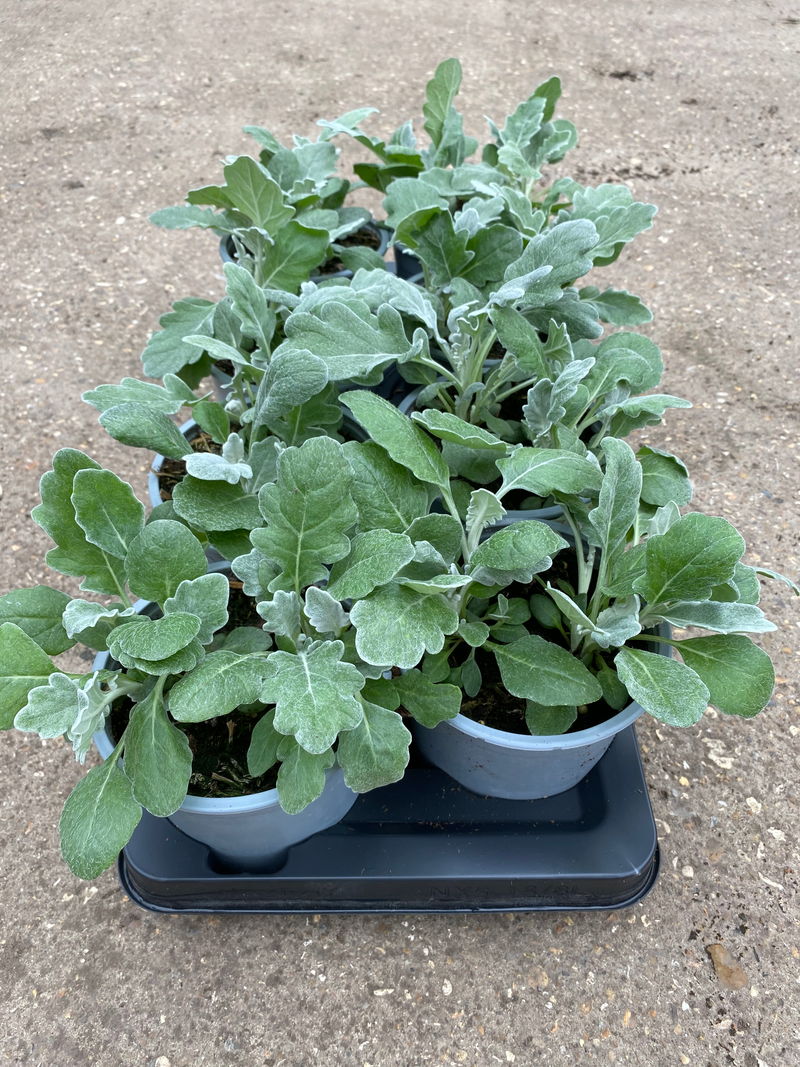 Cineraria Silverdust (Autumn, Spring)