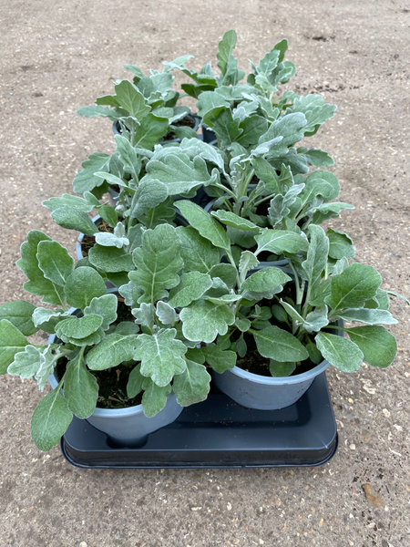 1L pot Cineraria Silverdust (Tray of 8 fully grown plants) (Autumn, Spring)