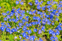 10.5cm Veronica Georgia Blue (Perennial, Foliage, Summer, Autumn, Spring)