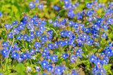 10.5cm Veronica Georgia Blue (Perennial, Foliage, Summer, Autumn, Spring)