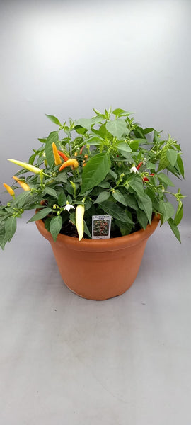 *Deal of the Week* Chilli Pepper Basket of Fire Patio Pot (Summer)