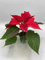 Mini Poinsettia (Indoor, Christmas) *LOCAL DELIVERY ONLY*